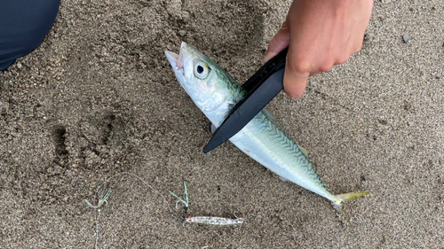 サバの釣果