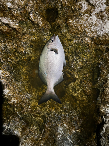 イスズミの釣果