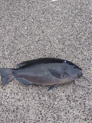 メジナの釣果