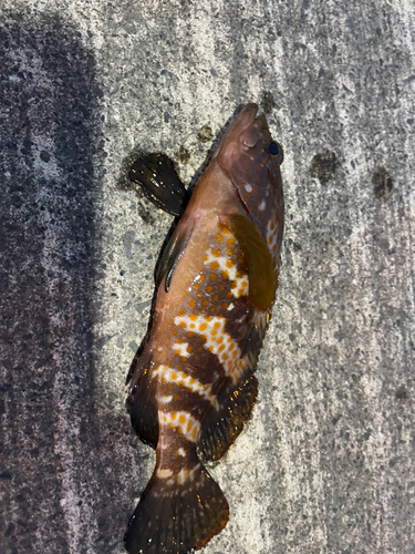 オオモンハタの釣果