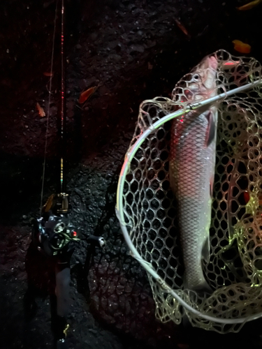 ニゴイの釣果