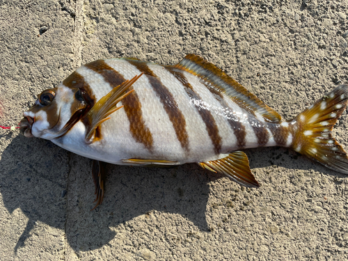 タカノハダイの釣果