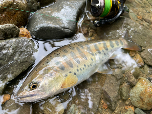 ヤマメの釣果