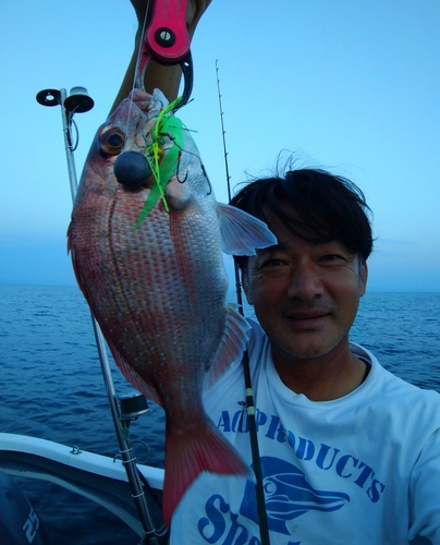 マダイの釣果