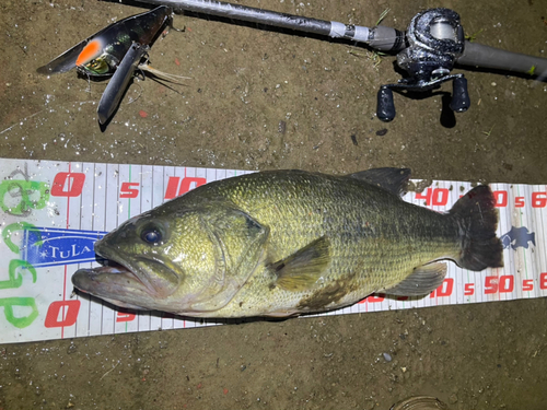 ブラックバスの釣果