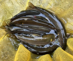 アユの釣果