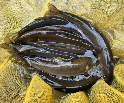 アユの釣果