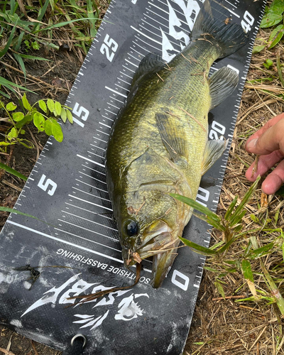 ブラックバスの釣果