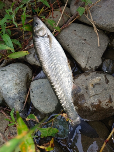 ウグイの釣果