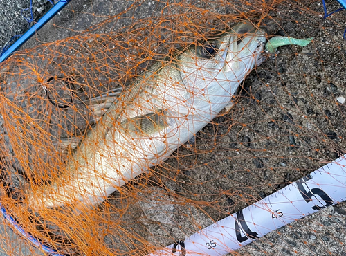 シーバスの釣果