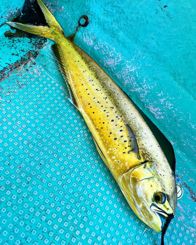 ツバスの釣果