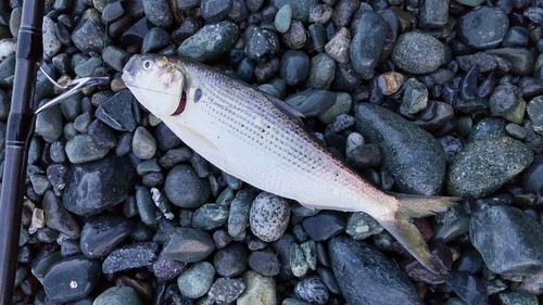 コノシロの釣果