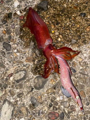 アオリイカの釣果