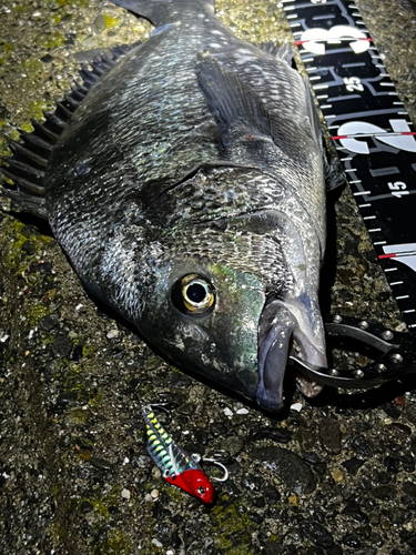 チヌの釣果