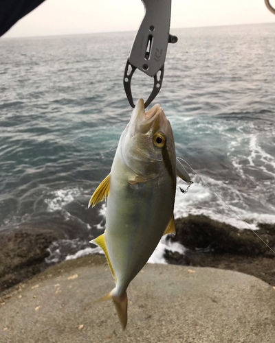 ショゴの釣果