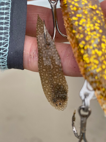 ウシノシタの釣果