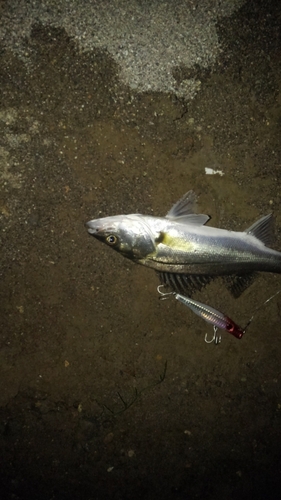 セイゴ（マルスズキ）の釣果