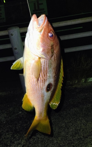 クロホシフエダイの釣果