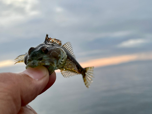 アナハゼの釣果