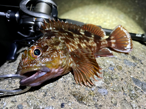 ガシラの釣果