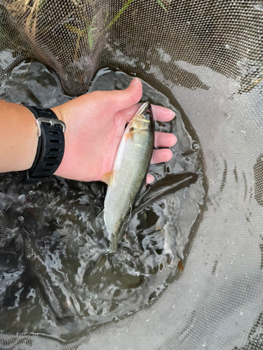 アユの釣果