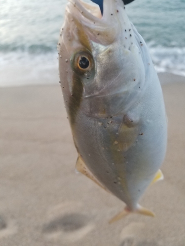 ショゴの釣果