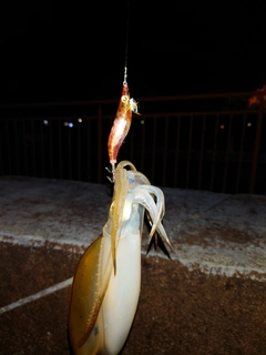 イカの釣果