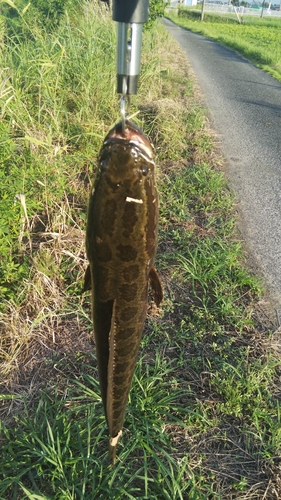 ライギョの釣果