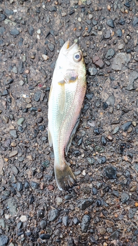 イシモチの釣果