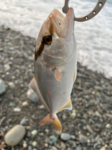 ショゴの釣果