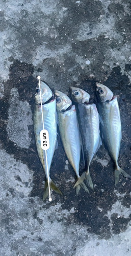 アジの釣果