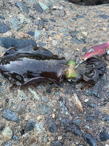 アオリイカの釣果