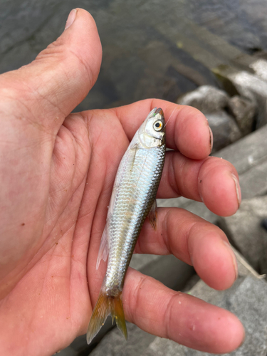 オイカワの釣果