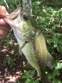 ラージマウスバスの釣果