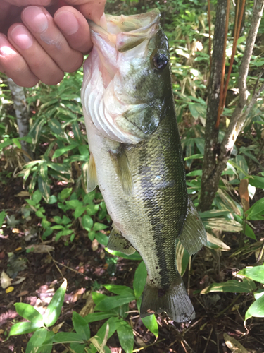 ラージマウスバスの釣果