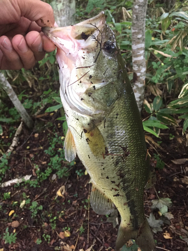 ラージマウスバスの釣果