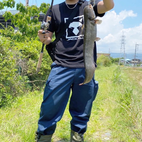 ナマズの釣果