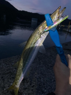 カマスの釣果