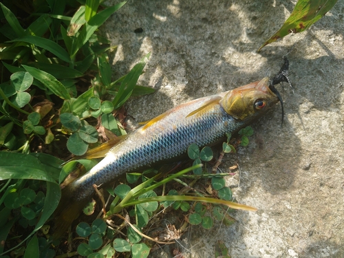 カワムツの釣果