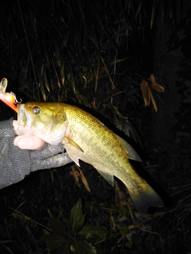 ラージマウスバスの釣果