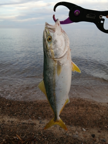 ツバイソの釣果