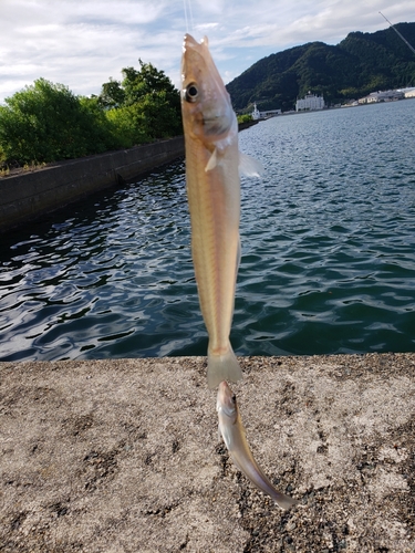 キスの釣果