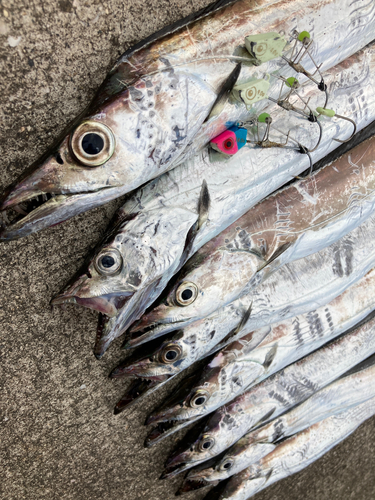 タチウオの釣果