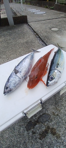 ソウダガツオの釣果