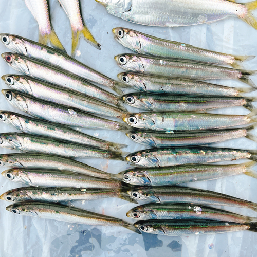 イワシの釣果