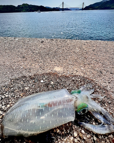 アオリイカの釣果