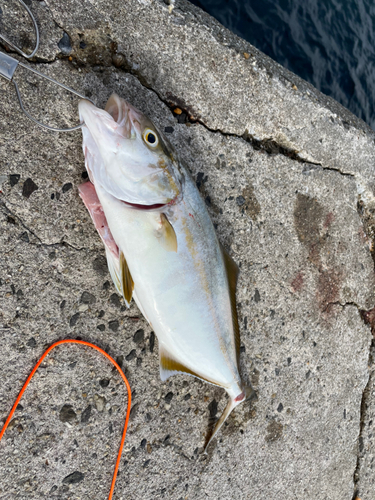 ショゴの釣果