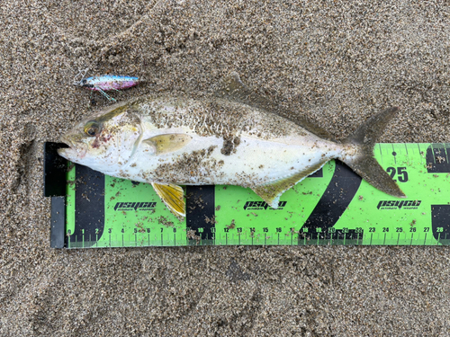 ショゴの釣果