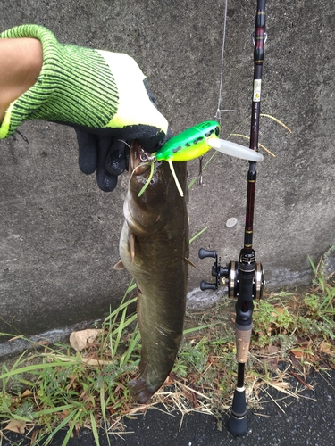 ナマズの釣果