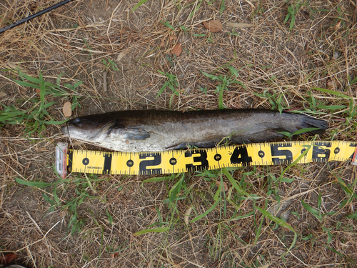 ナマズの釣果